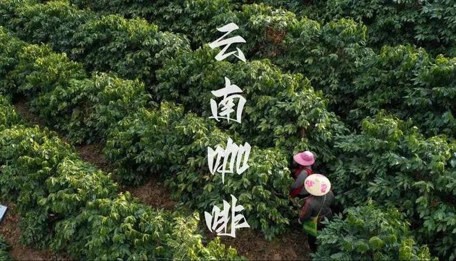 ：彩云之南的馥郁传奇AG真人网站云南咖啡(图16)